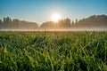 Spring sunrise on park with water droplets on grass Royalty Free Stock Photo