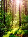 Spring sunset in deep green forest Royalty Free Stock Photo