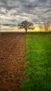 Lonely tree sunset Royalty Free Stock Photo