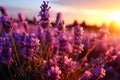 Spring sunset landscape of blooming purple and pink lavender - AI Generated Royalty Free Stock Photo