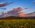 Spring sunset rapeseed yellow blooming fields view, blue evening Royalty Free Stock Photo