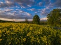 Spring sunset rapeseed yellow blooming fields view, blue sky with clouds in evening sunlight. Natural seasonal, good weather, Royalty Free Stock Photo