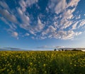 Spring sunset rapeseed yellow blooming fields view, blue sky with clouds in evening sunlight. Natural seasonal, good weather, Royalty Free Stock Photo