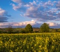 Spring sunset rapeseed yellow blooming fields view, blue sky with clouds in evening sunlight Royalty Free Stock Photo