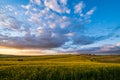 Spring sunset rapeseed yellow blooming fields view, blue sky with clouds in evening sunlight. Natural seasonal, good weather, Royalty Free Stock Photo