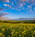Spring sunset rapeseed yellow blooming fields view, blue sky with clouds in evening sunlight Royalty Free Stock Photo