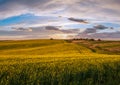 Spring sunset rapeseed yellow blooming fields view, blue sky with clouds in evening sunlight. Natural seasonal, good weather, Royalty Free Stock Photo