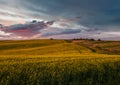 Spring sunset rapeseed yellow blooming fields view, blue sky with clouds in evening sunlight. Natural seasonal, good weather, Royalty Free Stock Photo