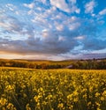 Spring sunset rapeseed yellow blooming fields view, blue sky with clouds in evening sunlight Royalty Free Stock Photo