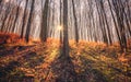 Spring sunshine in the forest, Bakony Forest in Hungary Royalty Free Stock Photo