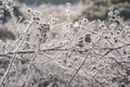 Spring sunshine on frosted vegetation