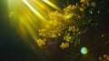 Spring Sunshine and Yellow mimosa Blossoms Social Media Banner Royalty Free Stock Photo