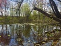 Spring in the swamp Royalty Free Stock Photo