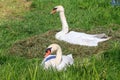 Spring swans nest Royalty Free Stock Photo