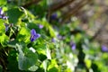 Spring sweet violets in the garden Royalty Free Stock Photo