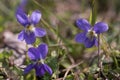 Spring,sweet wild violets on natural background Royalty Free Stock Photo