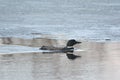 Spring Swimming Common Loon