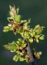 Spring, swollen buds and opening cherry flowers close-up on a bright green background