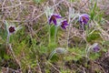 Spring symbol common pasqueflower, deep violet flower hairy plant grow in old dry grass field, tender inflorescence Royalty Free Stock Photo