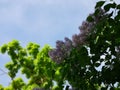 Spring syringa, lilac blossom under blue sky Royalty Free Stock Photo