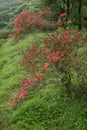 Spring taiwan Royalty Free Stock Photo