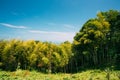 Spring Tall Trees Bamboo Woods. Sunlight In Tropical Forest, Summer Royalty Free Stock Photo