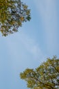 Spring tamarind branches on the blue sky. A majestic green tamarind tree with clear blue sky in the background. Bright