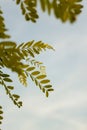 Spring tamarind branches on the blue sky. A majestic green tamarind tree with clear sky in the background. Bright spring