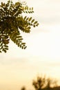 Spring tamarind branches on the sunset sky. A majestic green tamarind tree with clear sky in the background. Bright