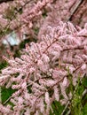 Spring Tamariskes with amazingly nice and cute flowers