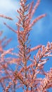 In the spring, tamarix grows in nature Royalty Free Stock Photo