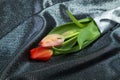 Spring tender bud of pink tulip with green leaf against the background Royalty Free Stock Photo