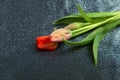 Spring tender bud of pink tulip with green leaf against the background Royalty Free Stock Photo