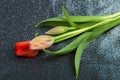 Spring tender bud of pink tulip with green leaf against the background Royalty Free Stock Photo