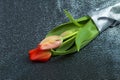 Spring tender bud of pink tulip with green leaf against the background