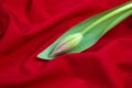 Spring tender bud of pink tulip with green leaf on the background Royalty Free Stock Photo