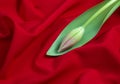 Spring tender bud of pink tulip with green leaf on the background Royalty Free Stock Photo