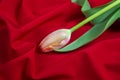 Spring tender bud of pink tulip with green leaf on the background Royalty Free Stock Photo