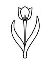 Spring tender tulip flower with two leaves and a stem. Stylized image of a tulip for a logo or coloring - stock illustration.