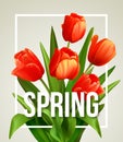 Spring text with tulip flower. Vector