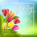 Spring text with tulip flower. Vector illustration EPS10