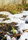 Spring thaw, first allium shoots