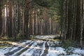 Spring thaw in a pine forest.