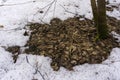 Spring thawed patch in the deciduous forest