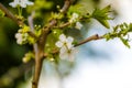 Spring theme with blue sky and cherry blossom Royalty Free Stock Photo