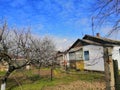 Spring theme in the village, sunny day, flowering trees, old house