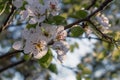 The branches of a tree blooming with beautiful white flowers Royalty Free Stock Photo