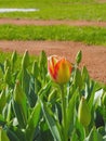 Spring theme. Young tulip of red and yellow color on a flower bed in a beautiful garden on sunny spring day. Royalty Free Stock Photo