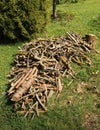 pile of thick and thin branches Royalty Free Stock Photo