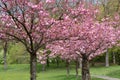 In spring there are several pink cherry trees in a park in a green meadow. In the background a narrow path and other trees Royalty Free Stock Photo